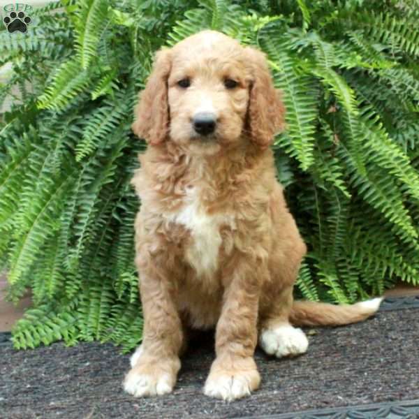 Duchess, Goldendoodle Puppy