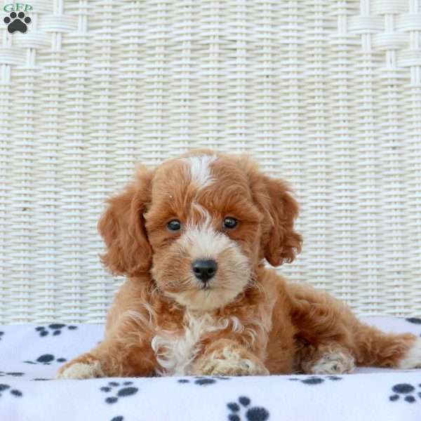 Dudley, Mini Goldendoodle Puppy