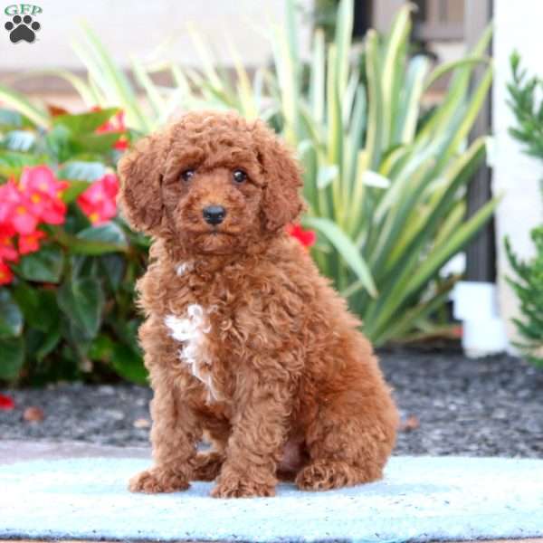 Duff, Miniature Poodle Puppy