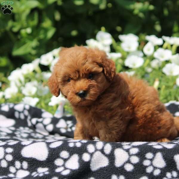 Duke, Yorkie Poo Puppy