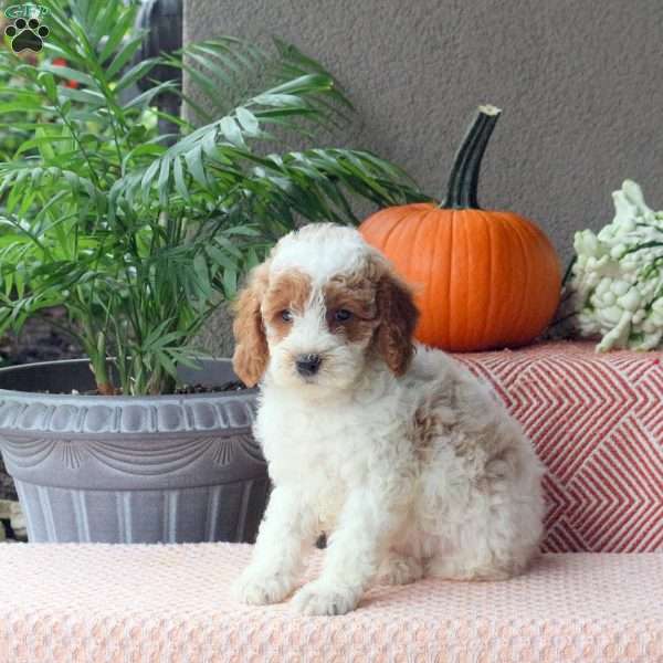 Duke, Mini Goldendoodle Puppy