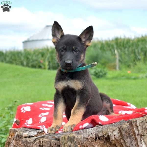 Duke, German Shepherd Puppy