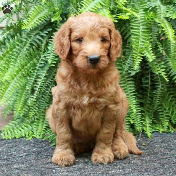 Duke, Goldendoodle Puppy