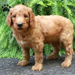 Duke, Goldendoodle Puppy