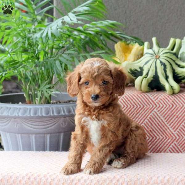 Duncan, Mini Goldendoodle Puppy