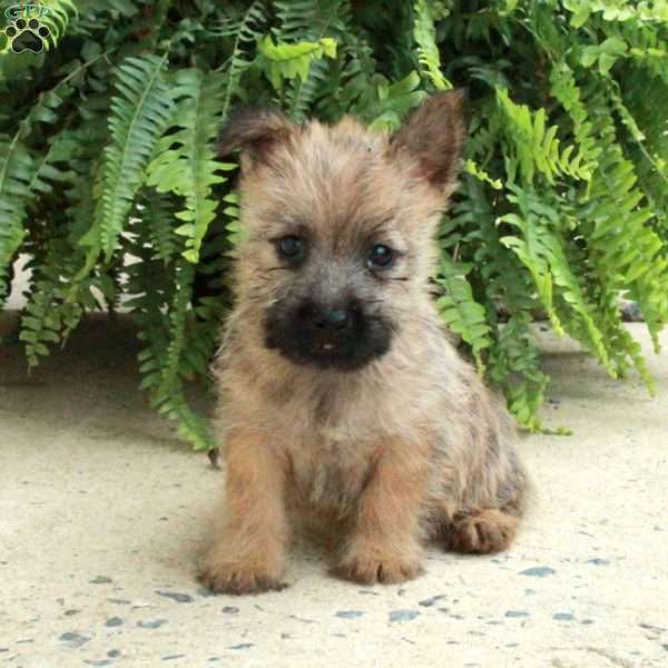 Duncan, Cairn Terrier Puppy