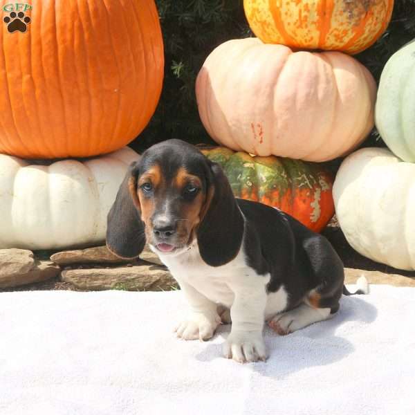 Duncan, Basset Hound Puppy