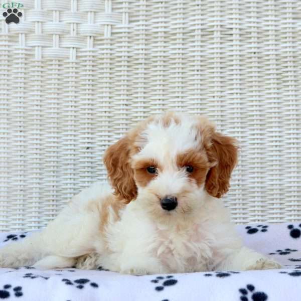 Duncan, Mini Goldendoodle Puppy