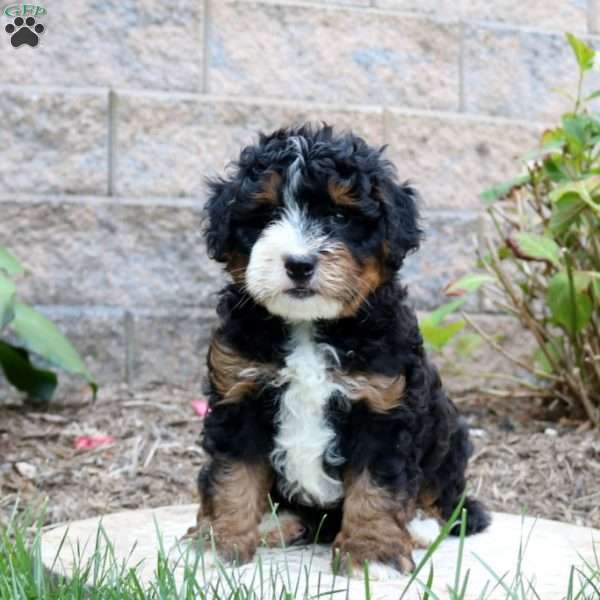 Dustin, Mini Bernedoodle Puppy