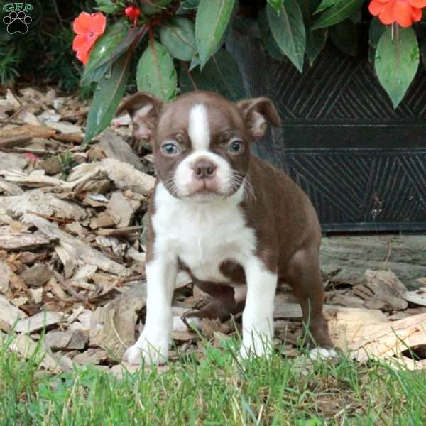 Dusty, Boston Terrier Puppy