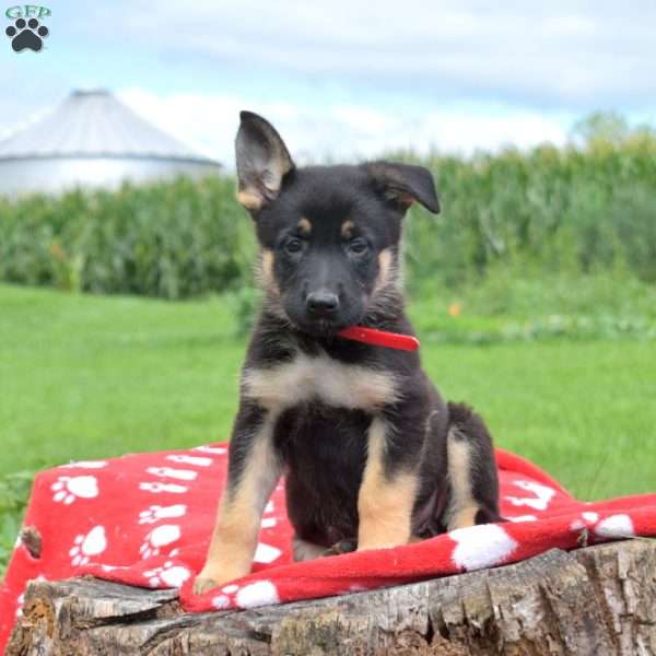 Dutchess, German Shepherd Puppy