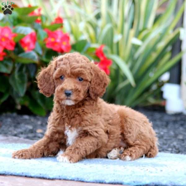 Dwane, Miniature Poodle Puppy