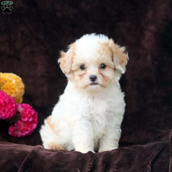 Dwayne, Shih-Poo Puppy