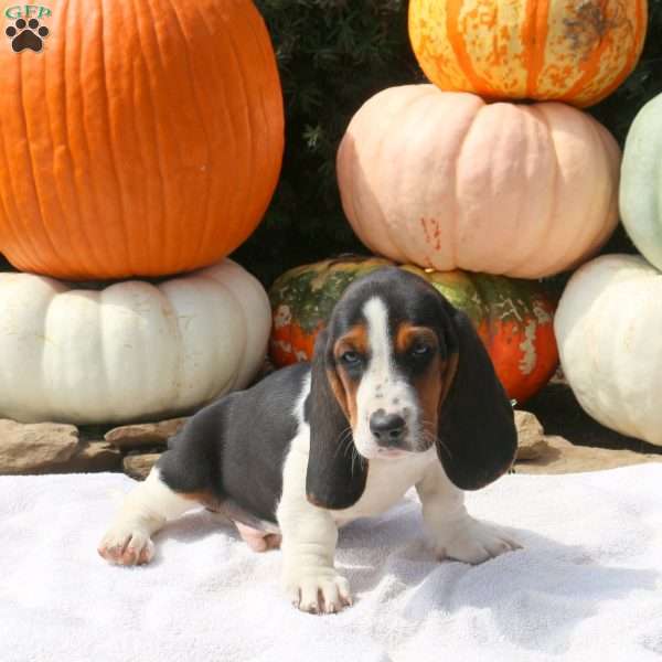 Dylan, Basset Hound Puppy