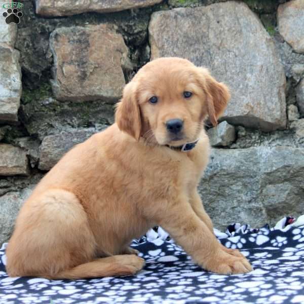 Dylan, Golden Retriever Puppy