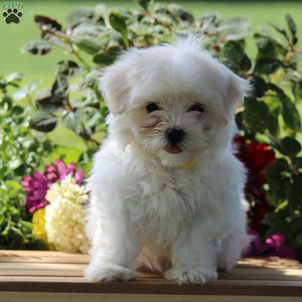 Missy, Maltese Puppy