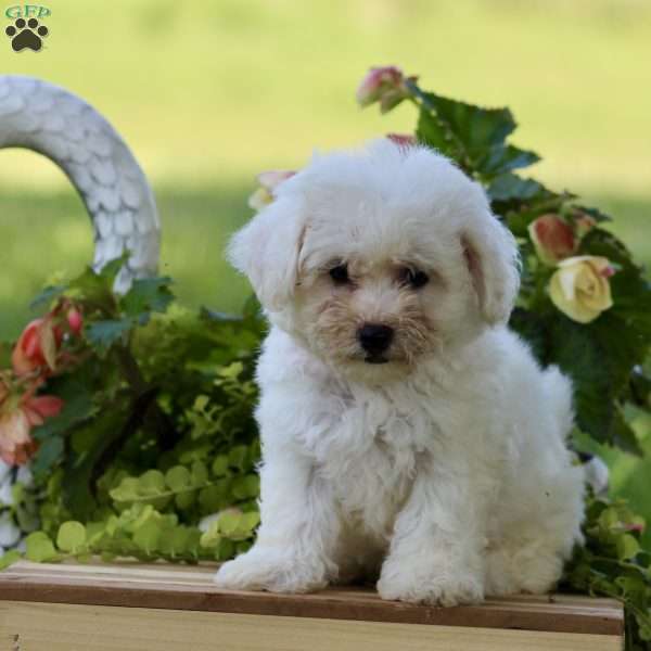 Celia, Bichon Frise Puppy