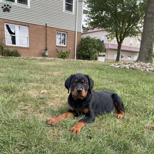 Gus, Rottweiler Puppy