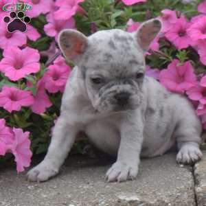 Dazzle, French Bulldog Puppy