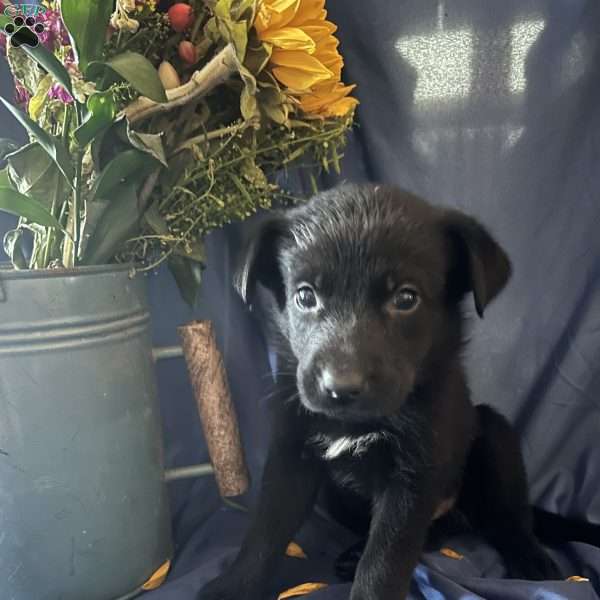 Grey, German Shepherd Mix Puppy