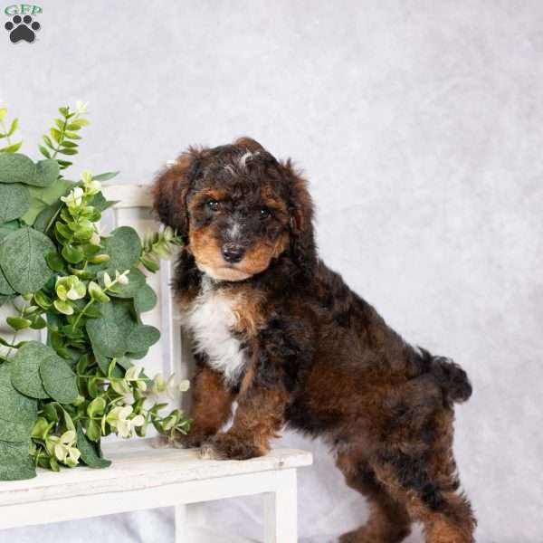 Rusty, Miniature Poodle Puppy