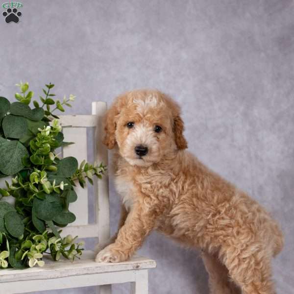 Randy, Miniature Poodle Puppy