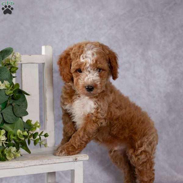 Riley, Miniature Poodle Puppy