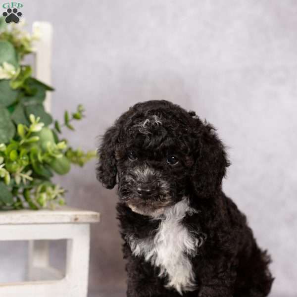 Ranger, Miniature Poodle Puppy