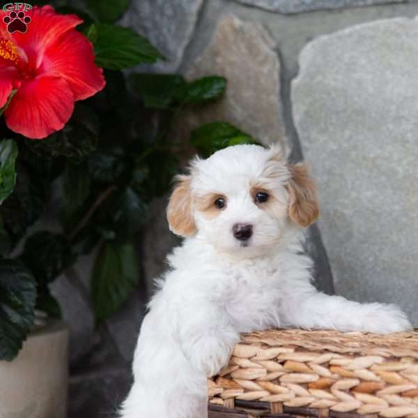 Bentley, Maltipoo Puppy