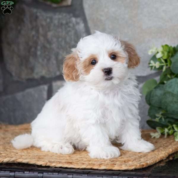 Benjie, Maltipoo Puppy