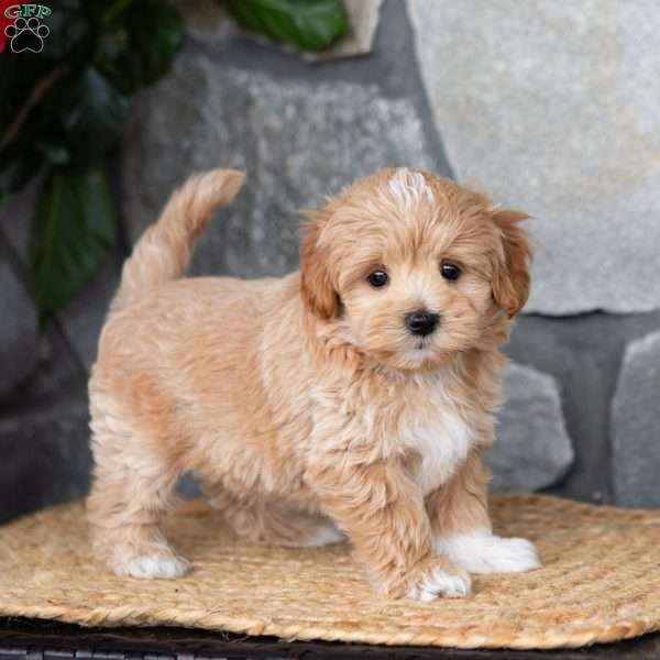 Benson, Maltipoo Puppy