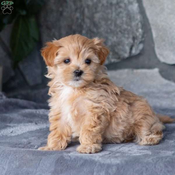 Tiny, Maltipoo Puppy