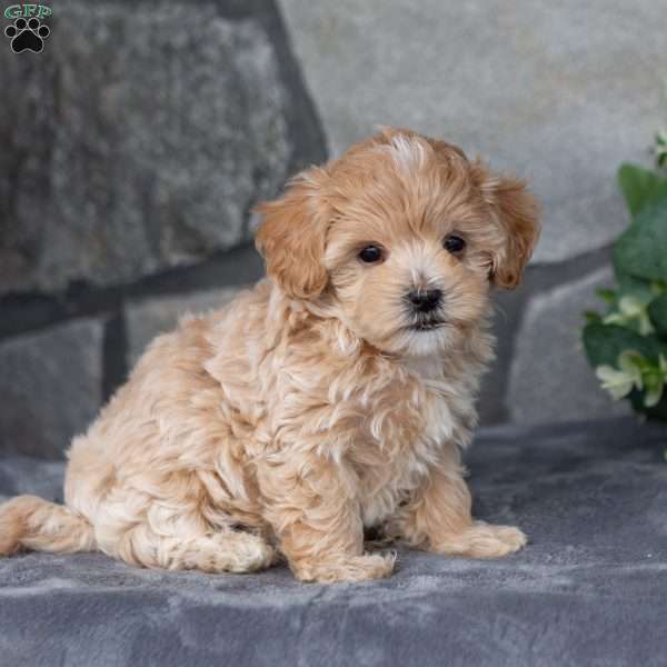 Tina, Maltipoo Puppy