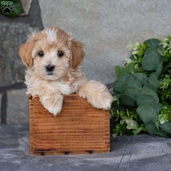 Tucker, Maltipoo Puppy