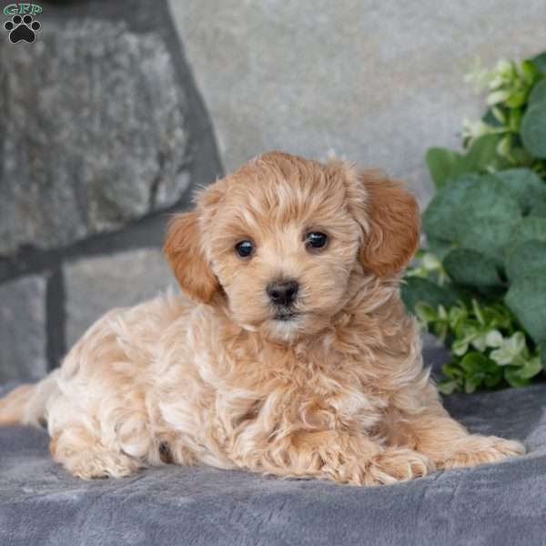 Teddy, Maltipoo Puppy