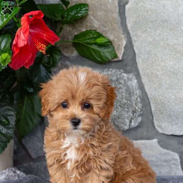 Flynn, Maltipoo Puppy