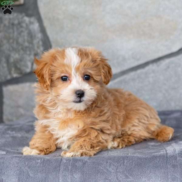 Flora, Maltipoo Puppy