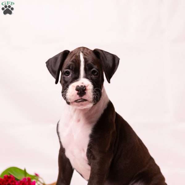 Dallas, Boxer Puppy