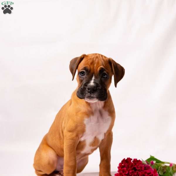 Dakota, Boxer Puppy