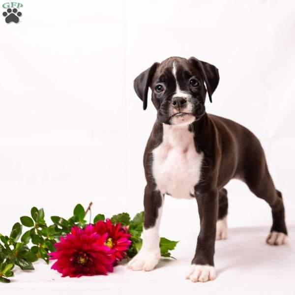 Daisy, Boxer Puppy