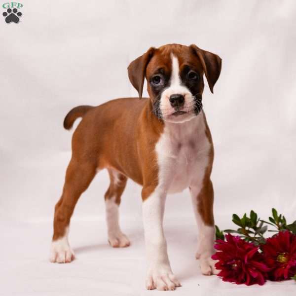 Destiny, Boxer Puppy