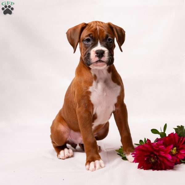 Diamond, Boxer Puppy