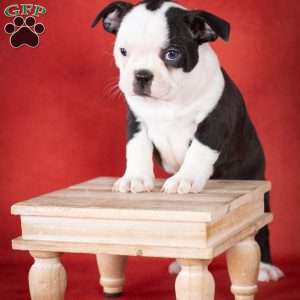 Queenie, Boston Terrier Puppy