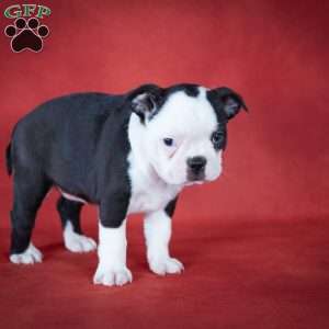 Queenie, Boston Terrier Puppy