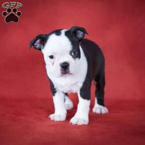 Queenie, Boston Terrier Puppy