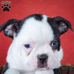 Queenie, Boston Terrier Puppy