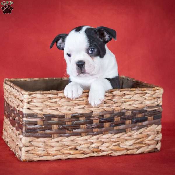 Queenie, Boston Terrier Puppy