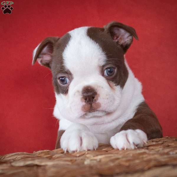 Queen, Boston Terrier Puppy