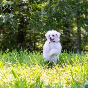 Sunkiss, Bichon Frise Puppy