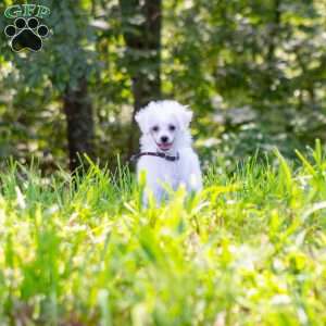 Sunkiss, Bichon Frise Puppy